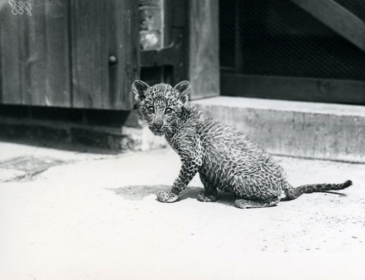 Un cucciolo di leopardo allo zoo di Londra, giugno 1915 da Frederick William Bond