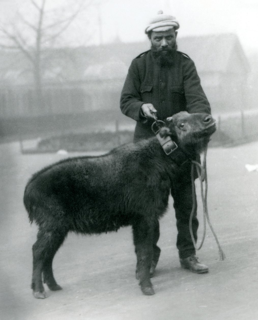 Una femmina di takin, nota anche come camoscio di bestiame o capra gnu con il custode, Zoo di Londra, aprile 1923 da Frederick William Bond
