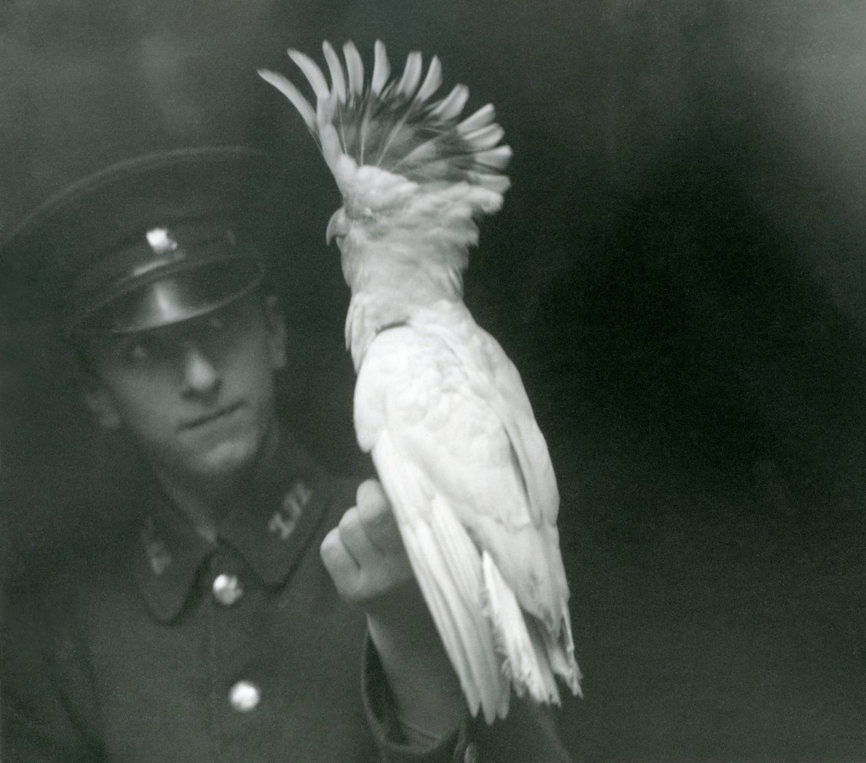 Un custode tiene un giovane cacatua allo zoo di Londra, settembre 1921 da Frederick William Bond