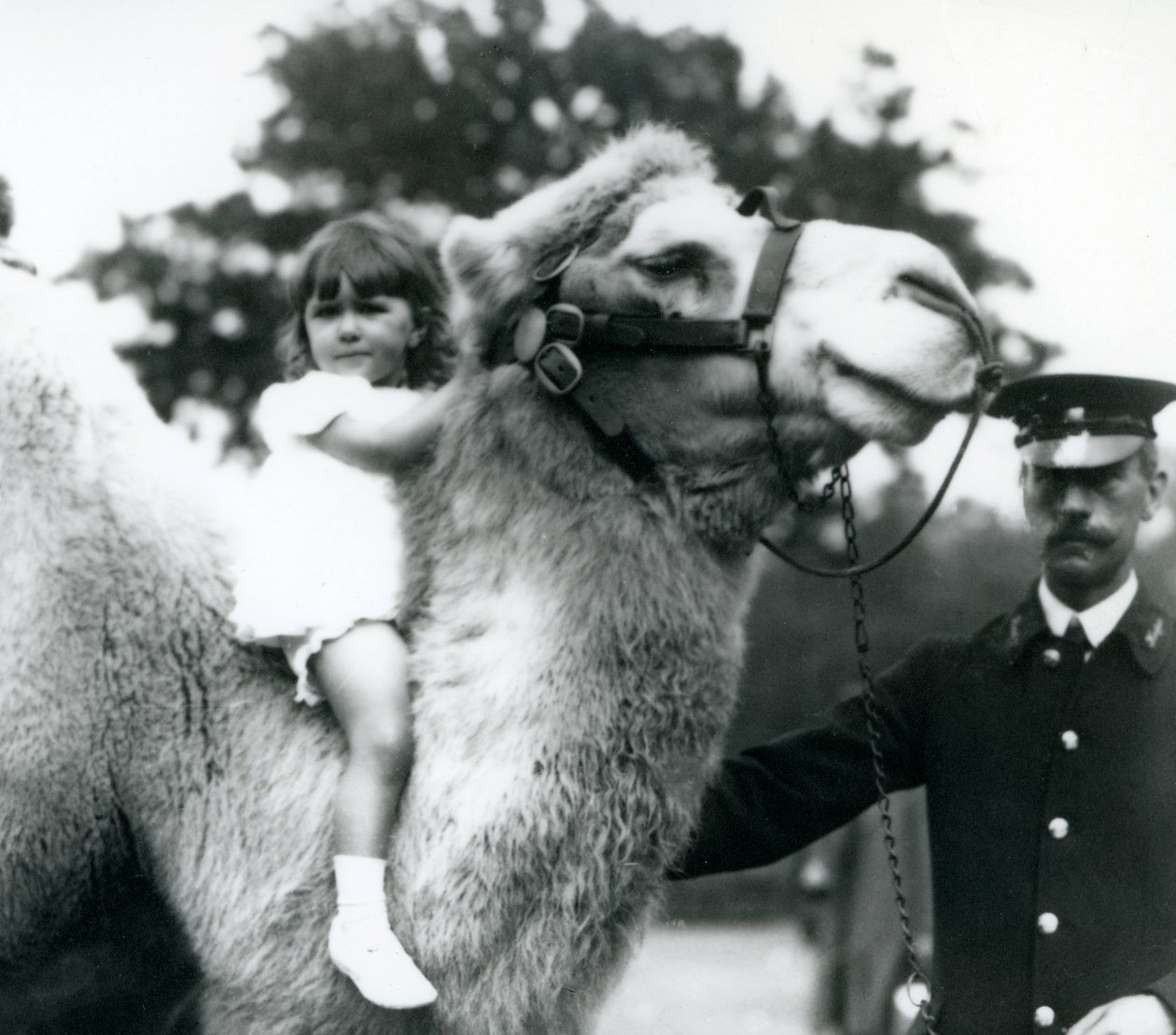 Un guardiano con un cammello bactriano che dà un giro a una bambina sul collo, Zoo di Londra, settembre 1922 da Frederick William Bond