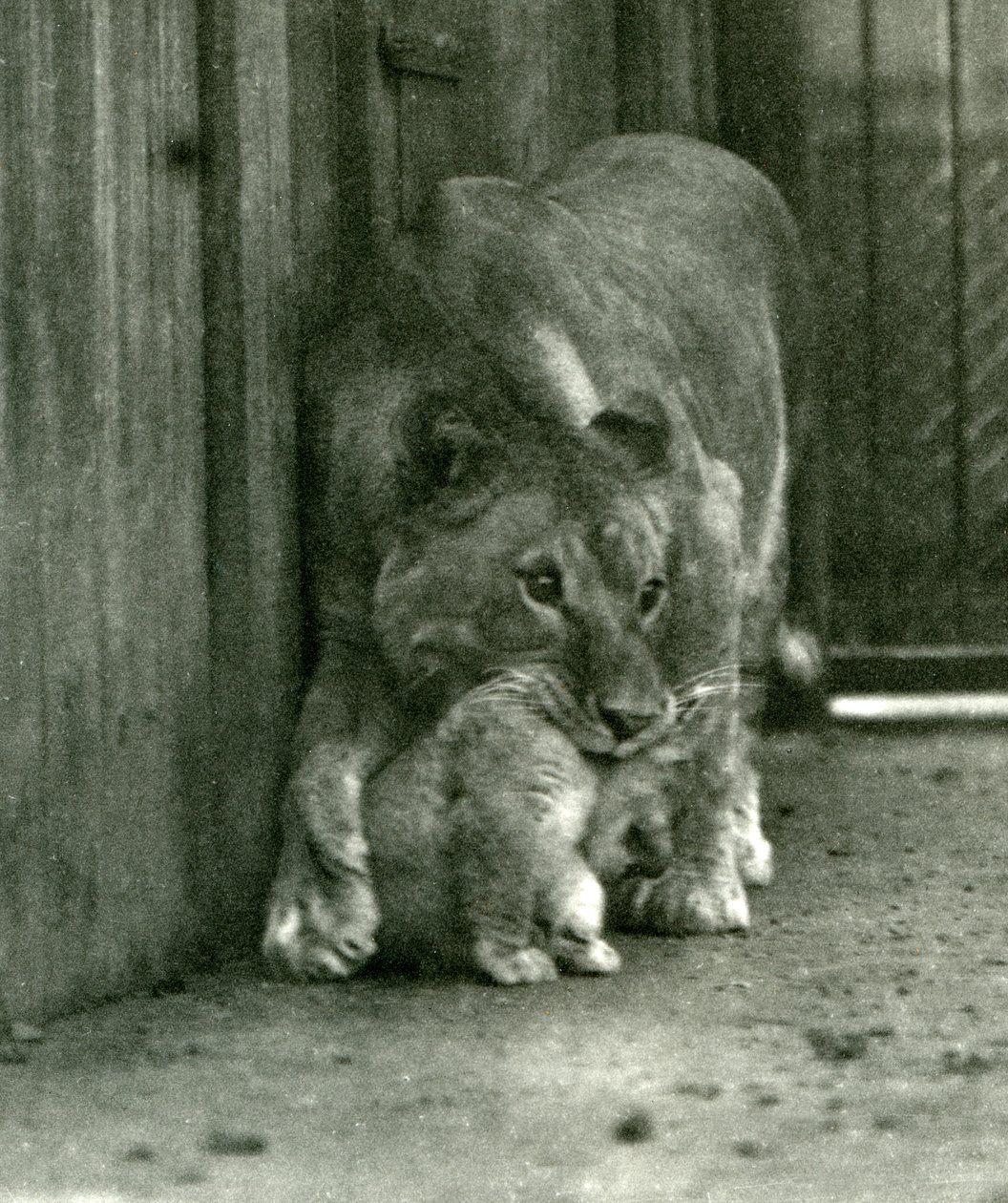 Una leonessa che sta per sollevare il suo cucciolo, nato nella menagerie, per la collottola, Zoo di Londra, ottobre 1923 da Frederick William Bond