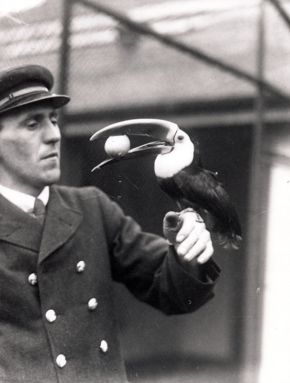Un tucano tiene un uovo in bocca sul braccio di un custode, 1924 da Frederick William Bond
