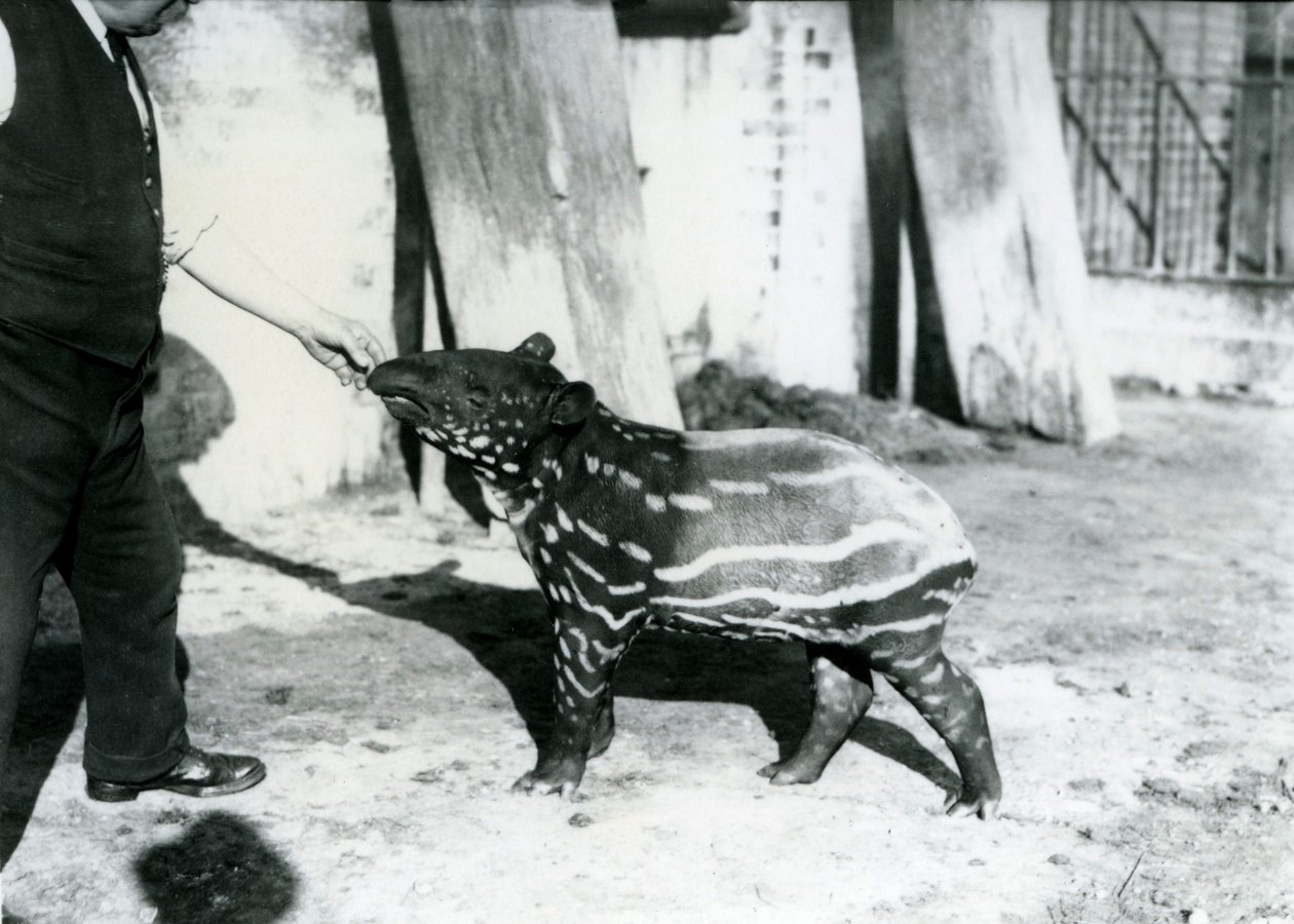 Un giovane tapiro malese con il custode allo Zoo di Londra, 18 ottobre 1921 da Frederick William Bond