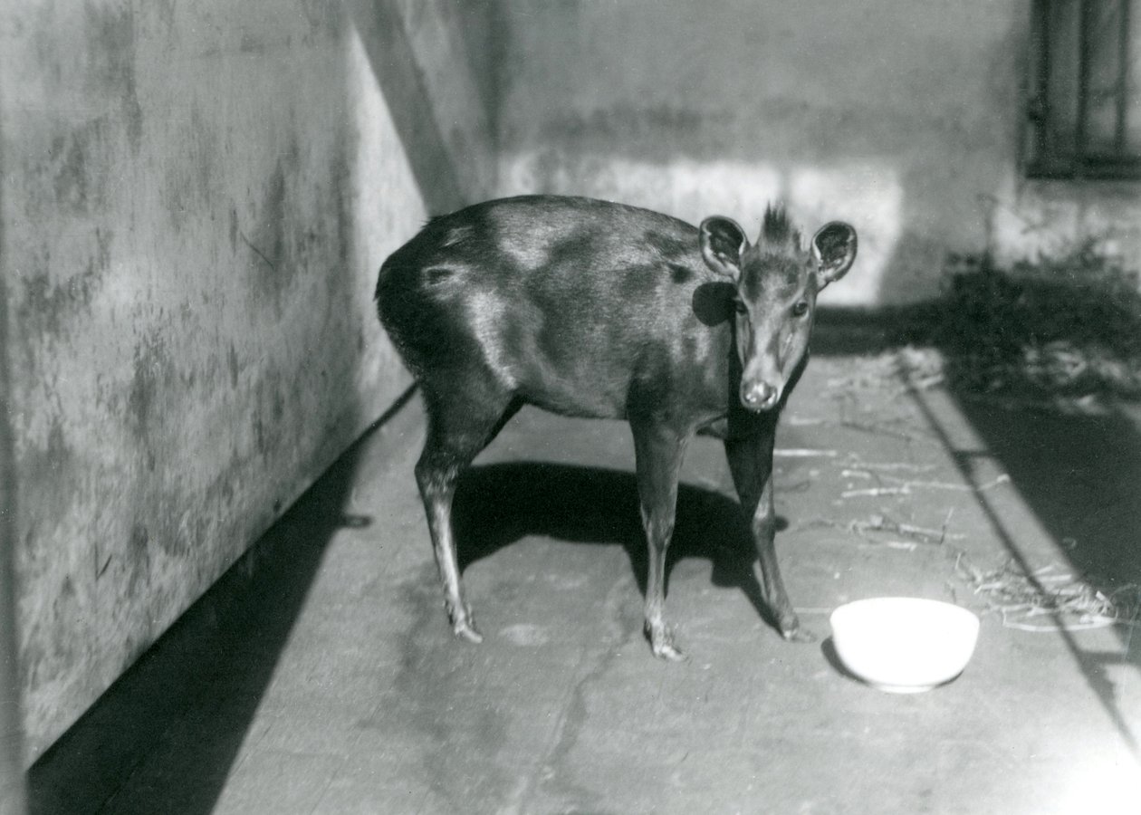 Un duiker di Abbott allo zoo di Londra, aprile 1922 da Frederick William Bond