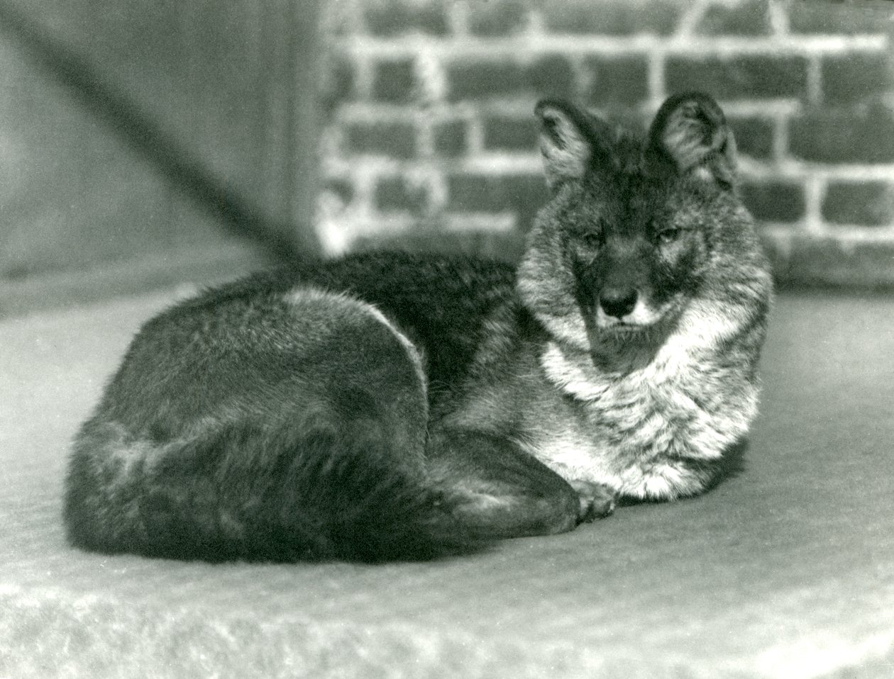 Un Dhole o Cane Selvatico Asiatico in via di estinzione che riposa allo Zoo di Londra, 1923 da Frederick William Bond