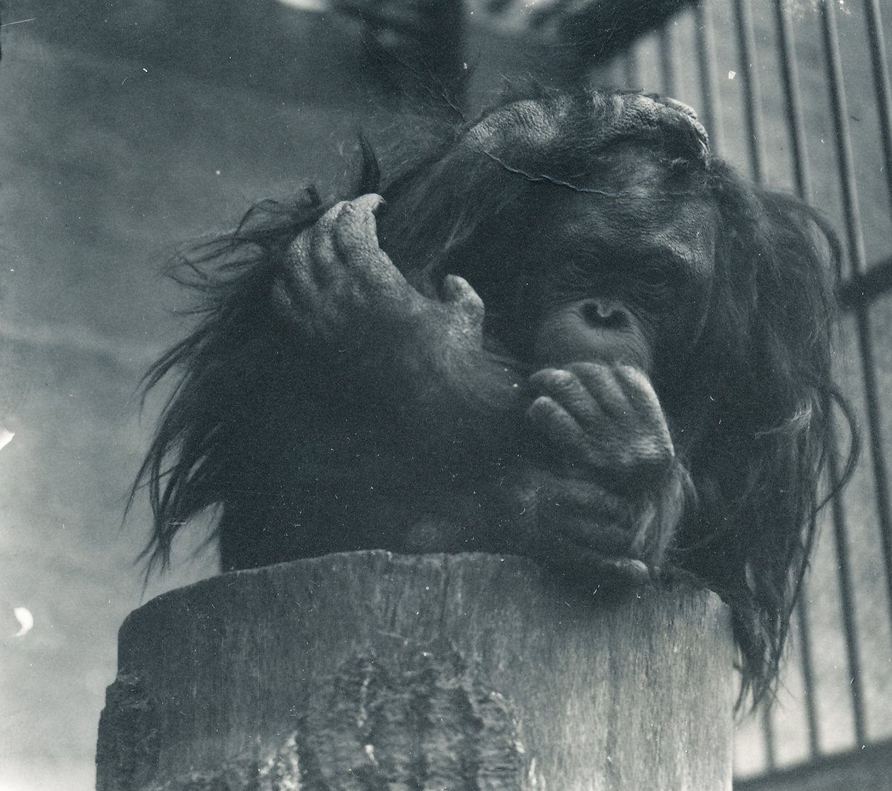 Un orangutan allo zoo di Londra, aprile 1923 da Frederick William Bond