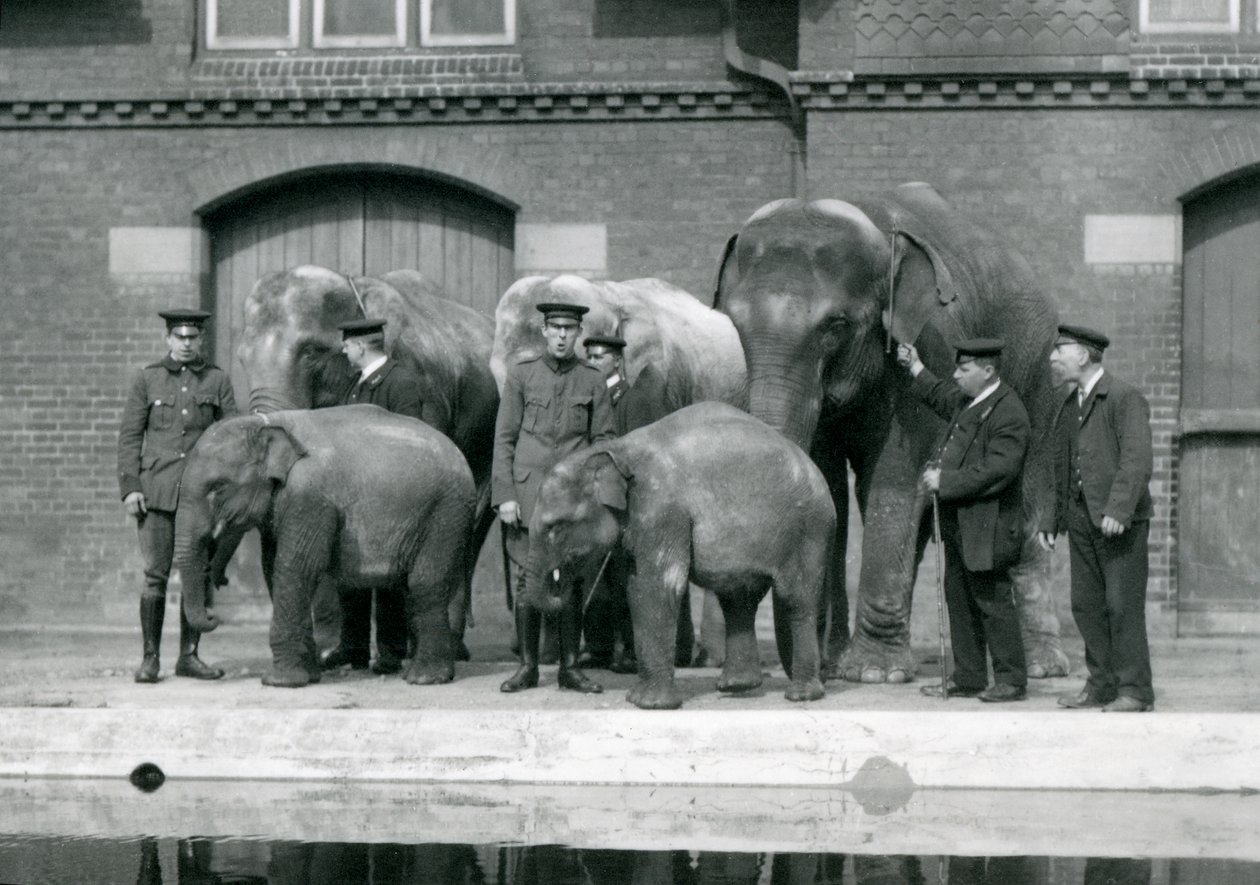 Elefanti asiatici con i loro custodi, incluso Charles Eyles, allo Zoo di Londra, aprile 1914 da Frederick William Bond