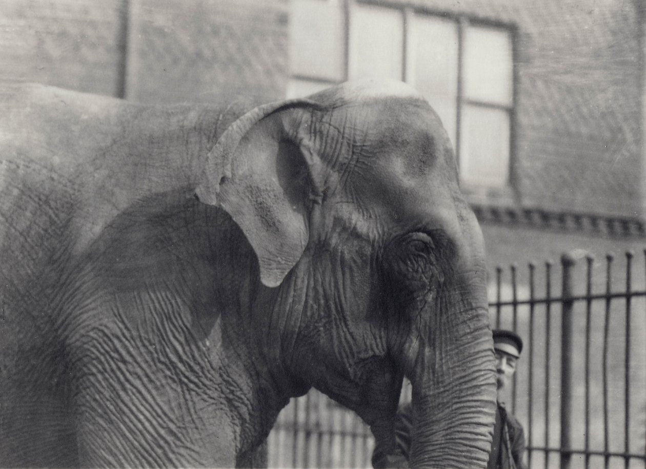 Elefante asiatico con custode, Zoo di Londra, 1914 da Frederick William Bond