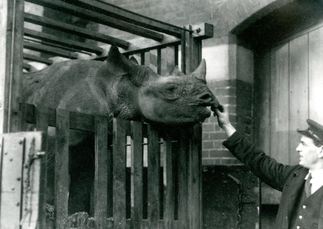 Eliza un rinoceronte nero prende cibo dalla mano del suo custode al suo arrivo al London Zoo, 1923 (foto in bianco e nero) da Frederick William Bond