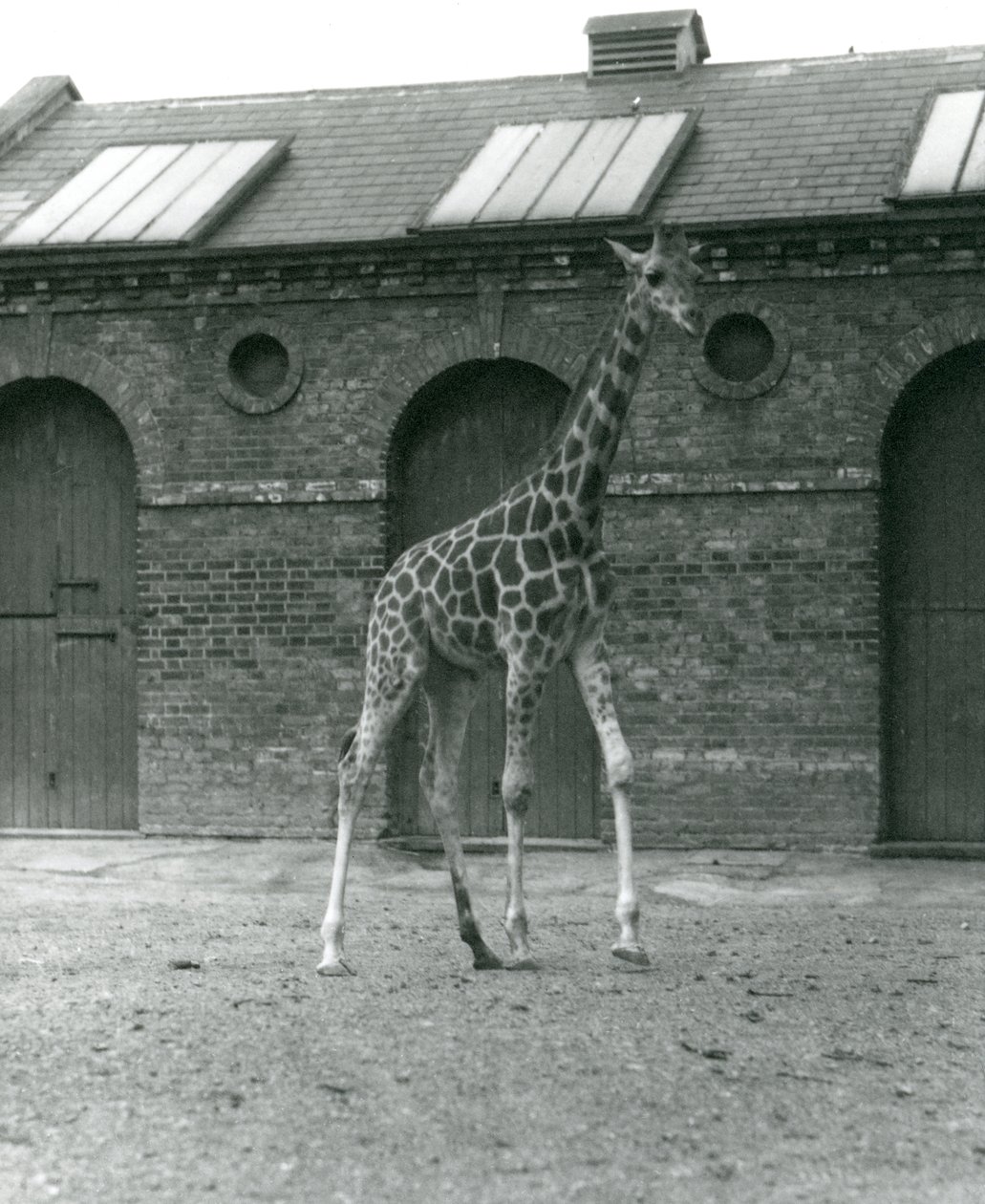 La giraffa femmina Maud nel paddock fuori dalla Casa delle Giraffe, zoo di Londra, 1923 da Frederick William Bond