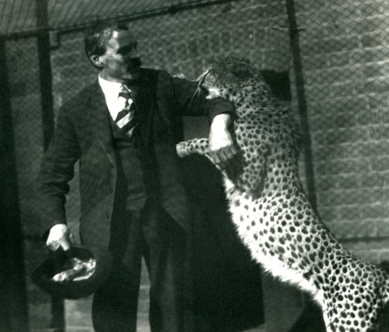 Il custode Charles Dixon con un ghepardo giocoso allo Zoo di Londra, ottobre 1922 da Frederick William Bond