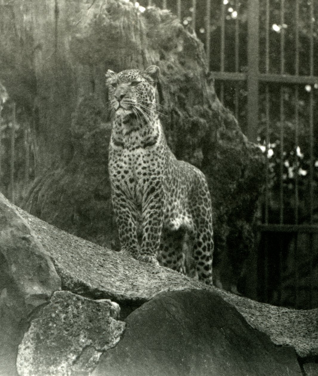 Leopardo Rex in piedi sulle rocce nel suo recinto allo Zoo di Londra, 1923 da Frederick William Bond