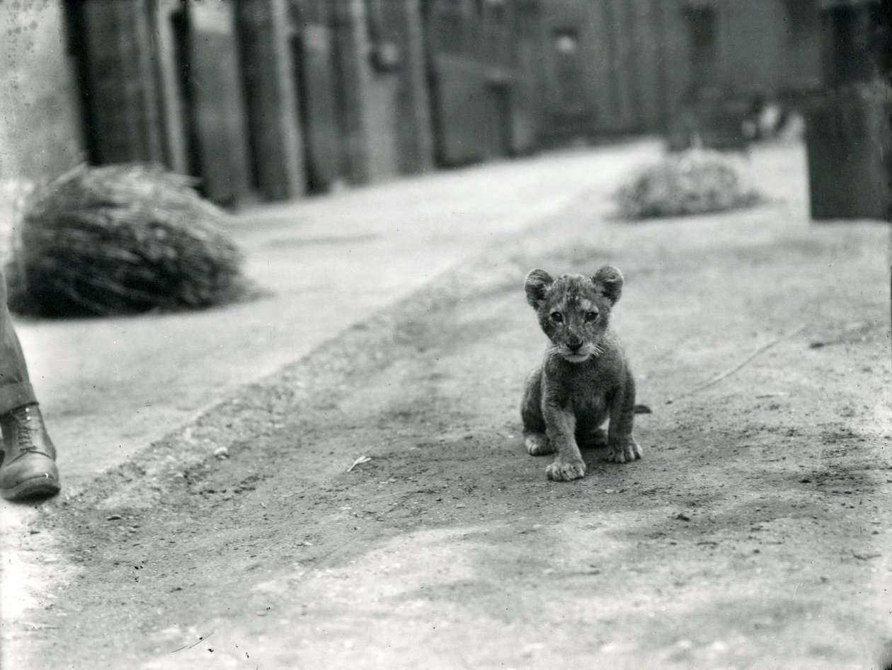 Cucciolo di leone allo Zoo di Londra, 1912 da Frederick William Bond