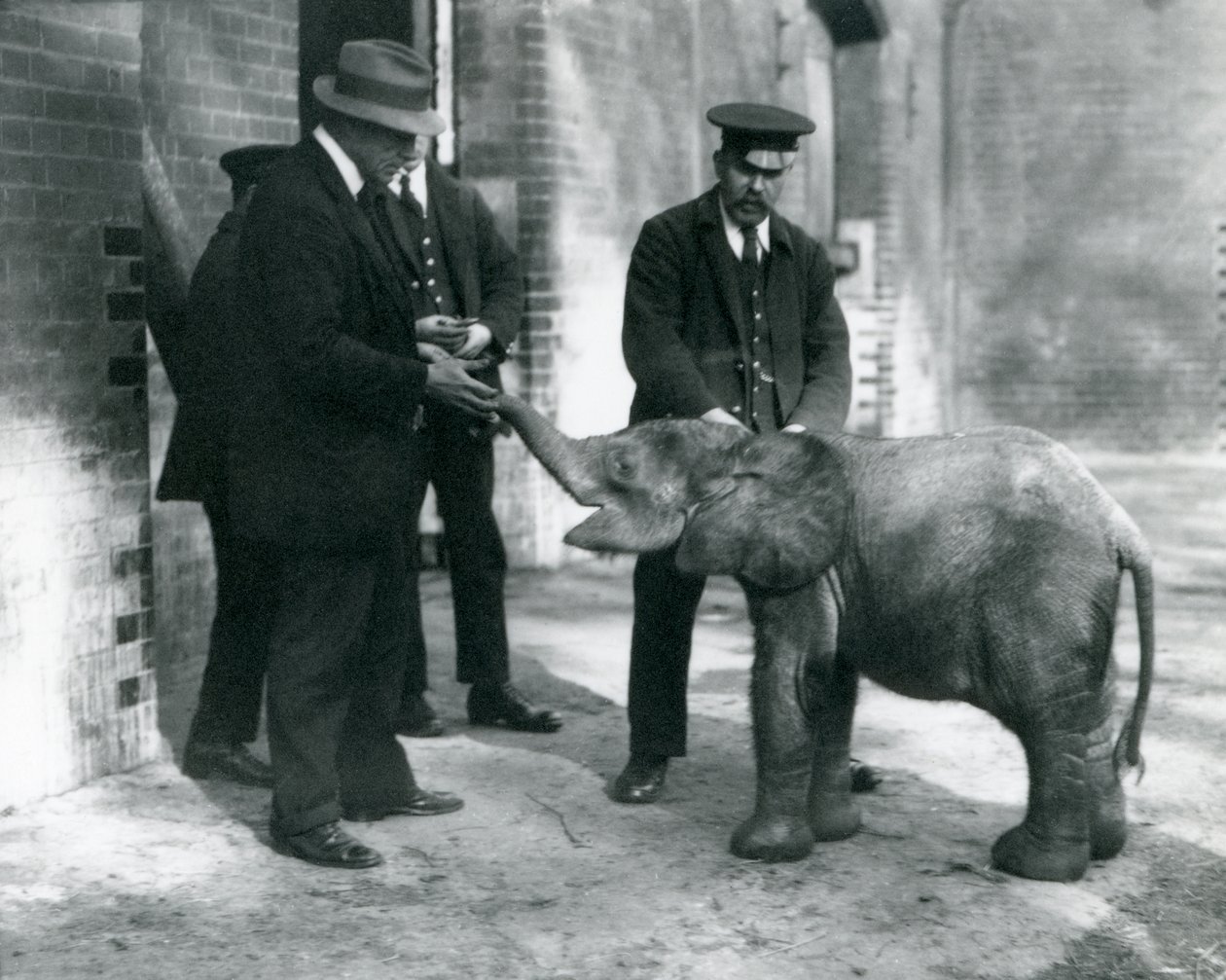Il neonato elefante pigmeo della foresta Tiny, con i suoi custodi Robertson, Stimpson e Milbourn allo Zoo di Londra, 1922 da Frederick William Bond