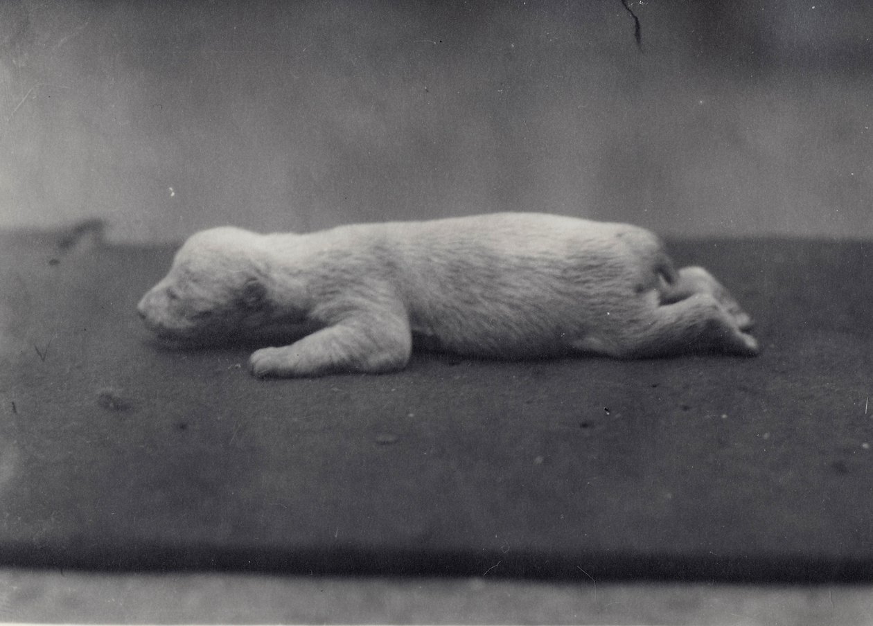 Cucciolo di orso polare con occhi ancora chiusi, sdraiato su una coperta allo zoo di Londra, gennaio 1920 da Frederick William Bond