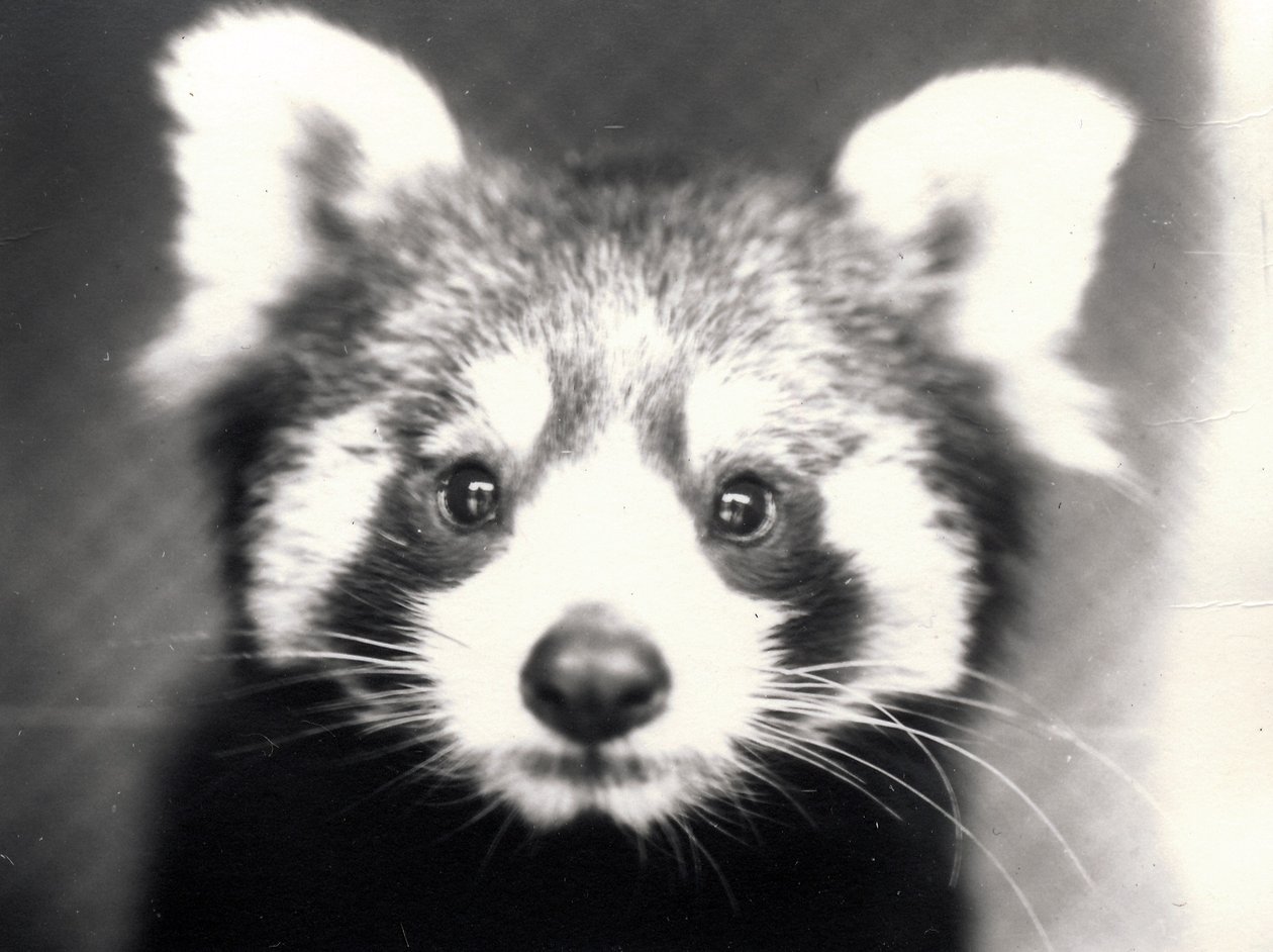 Panda rosso, 1913 da Frederick William Bond