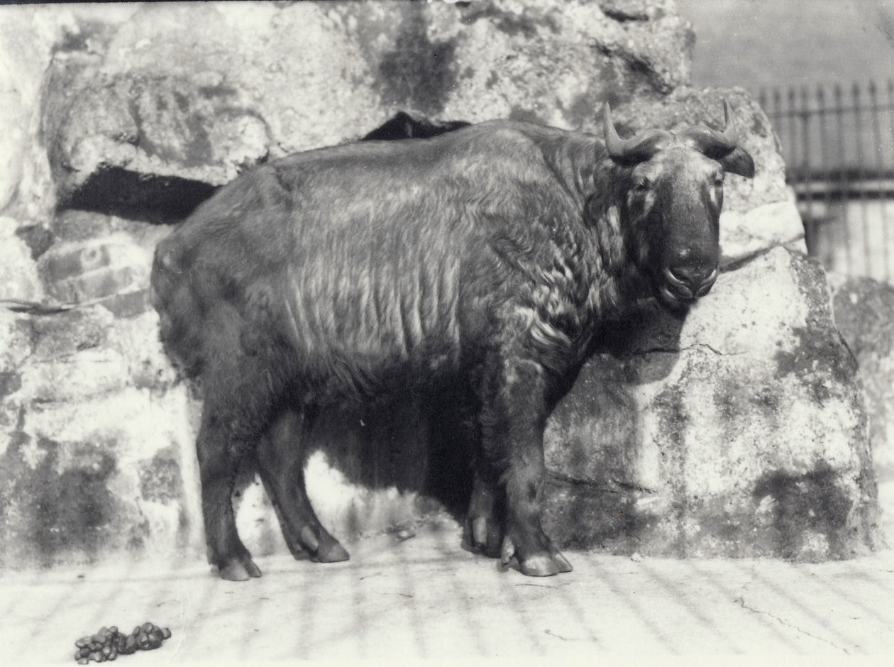 Takin, noto anche come camoscio bovino o capra gnu, allo Zoo di Londra da Frederick William Bond