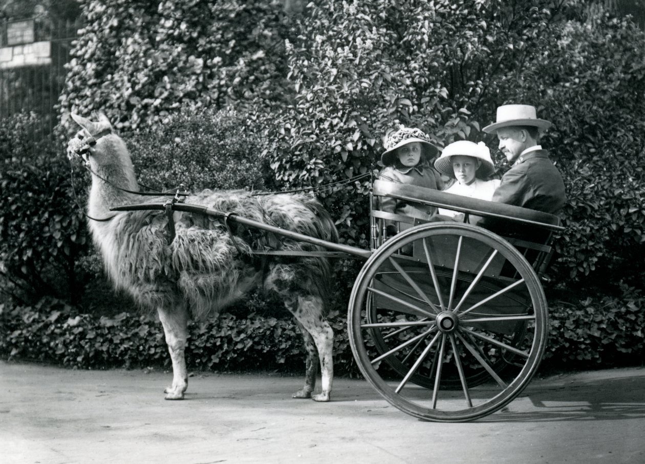 Tre visitatori, tra cui due giovani ragazze, in un carro trainato da un lama, Zoo di Londra, c.1912 da Frederick William Bond