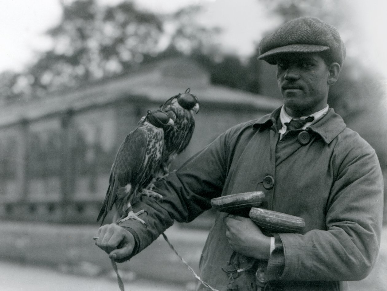 Due falchi incappucciati appollaiati sul braccio del loro falconiere al London Zoo, giugno 1923 (foto in bianco e nero) da Frederick William Bond