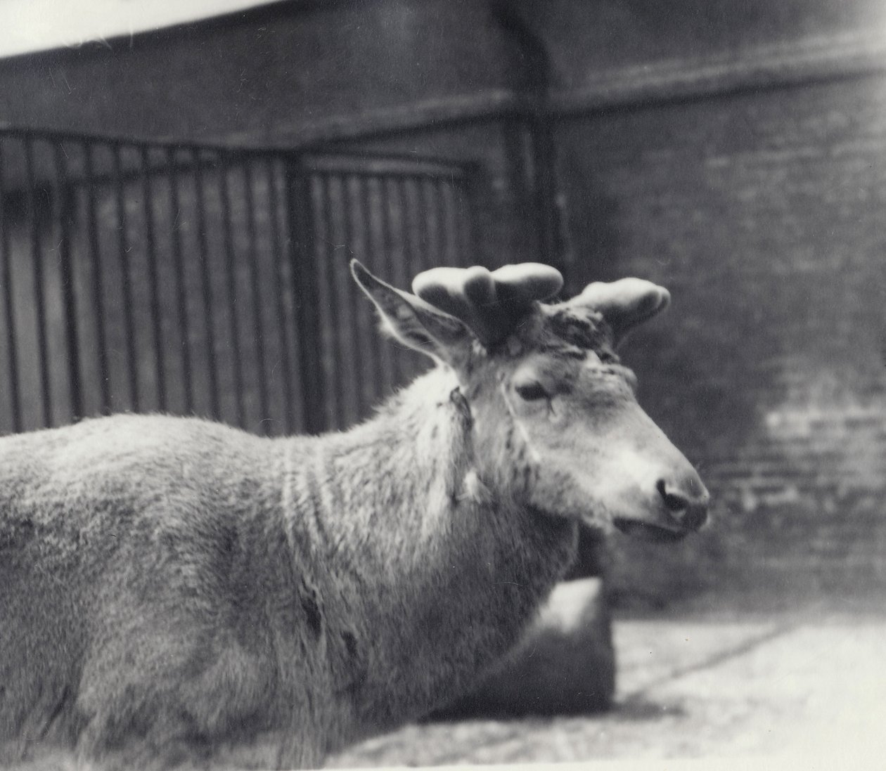 Il cervo di Wallich che mostra la fase iniziale della crescita delle corna, in velluto, Zoo di Londra, maggio 1920 da Frederick William Bond