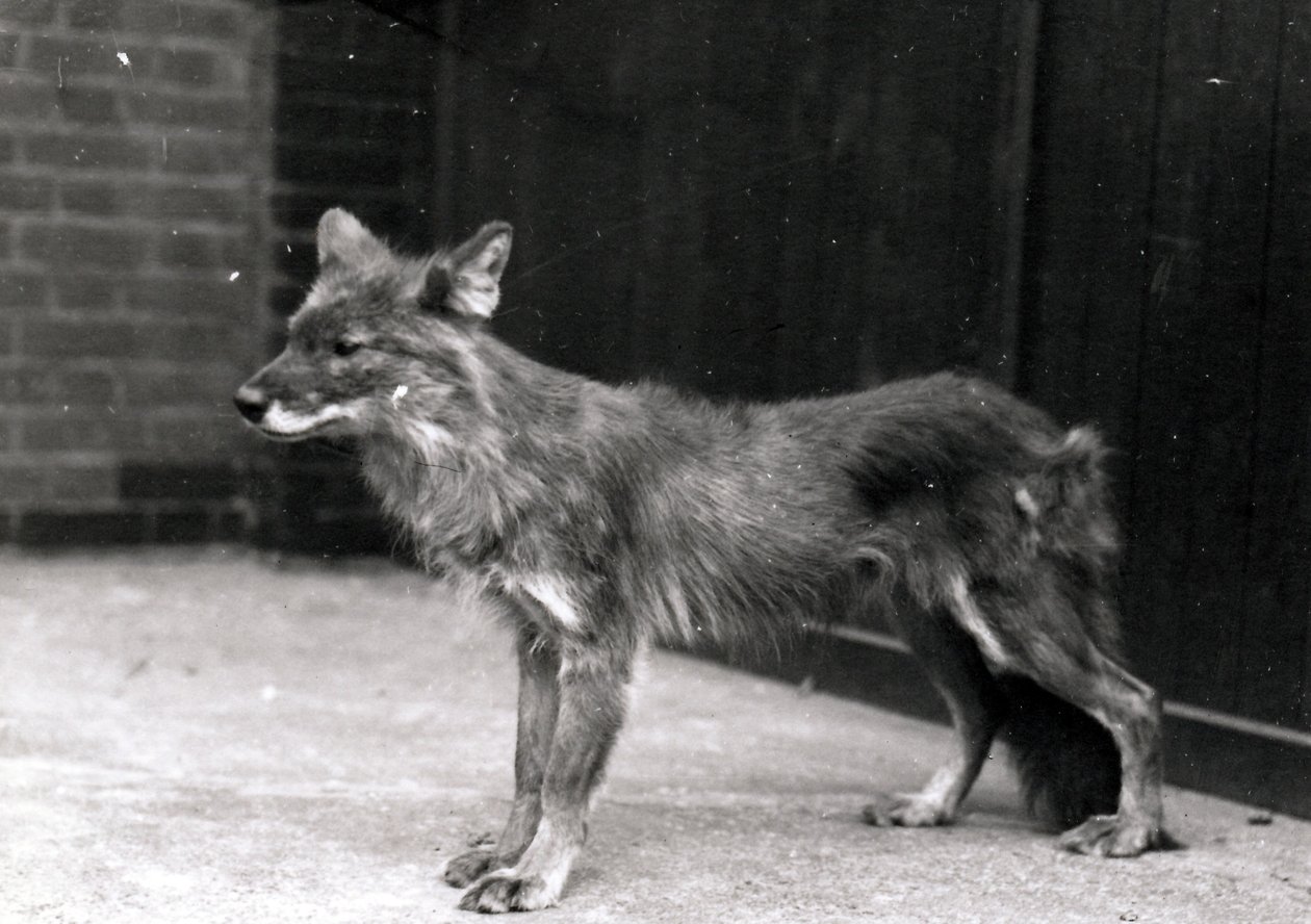 Cane selvatico allo ZSL London Zoo da Frederick William Bond