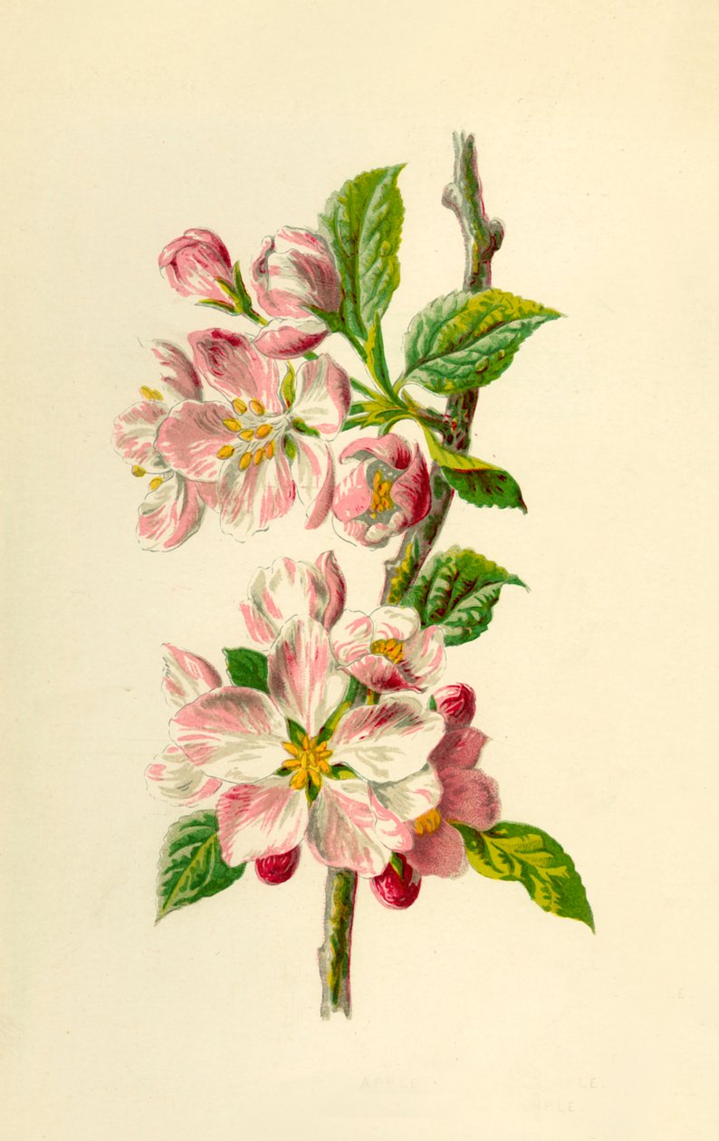 Mela da Frederick Edward Hulme