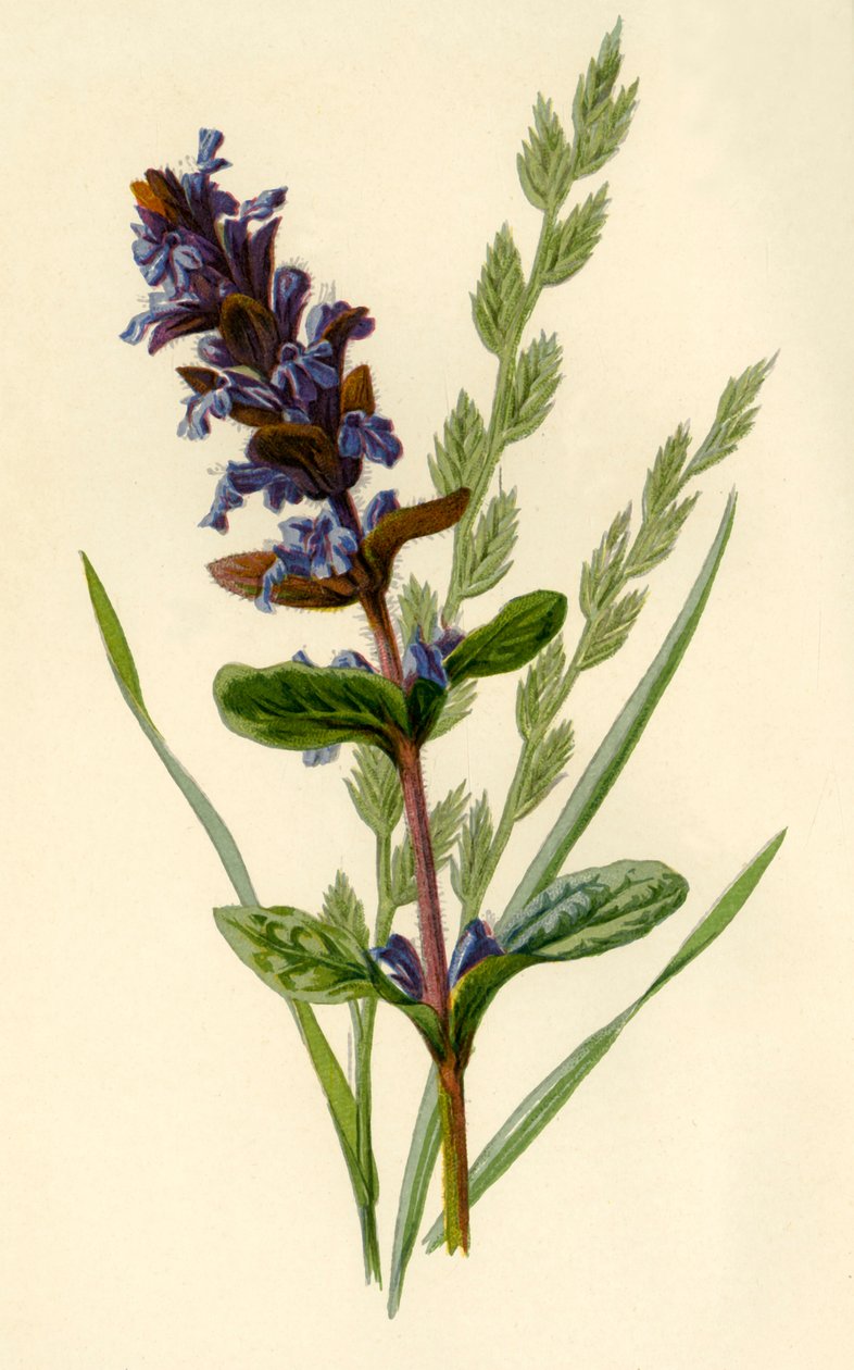 Bugola e Festuca alta, 1877 da Frederick Edward Hulme
