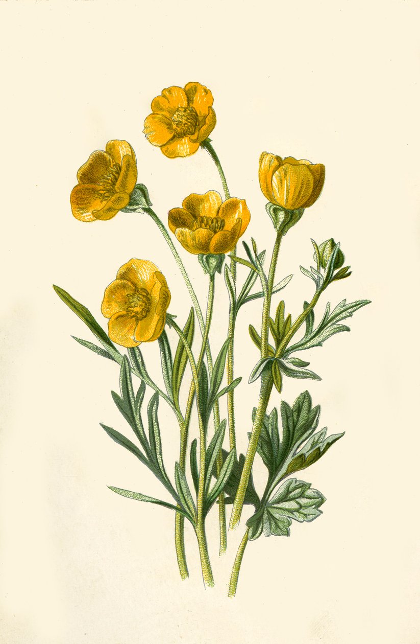 Ranuncolo bulboso, 1877 da Frederick Edward Hulme