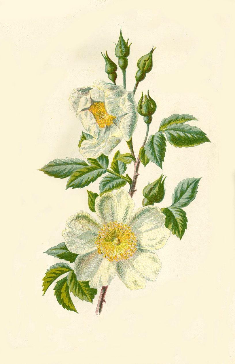 Rosa di campo, 1877 da Frederick Edward Hulme