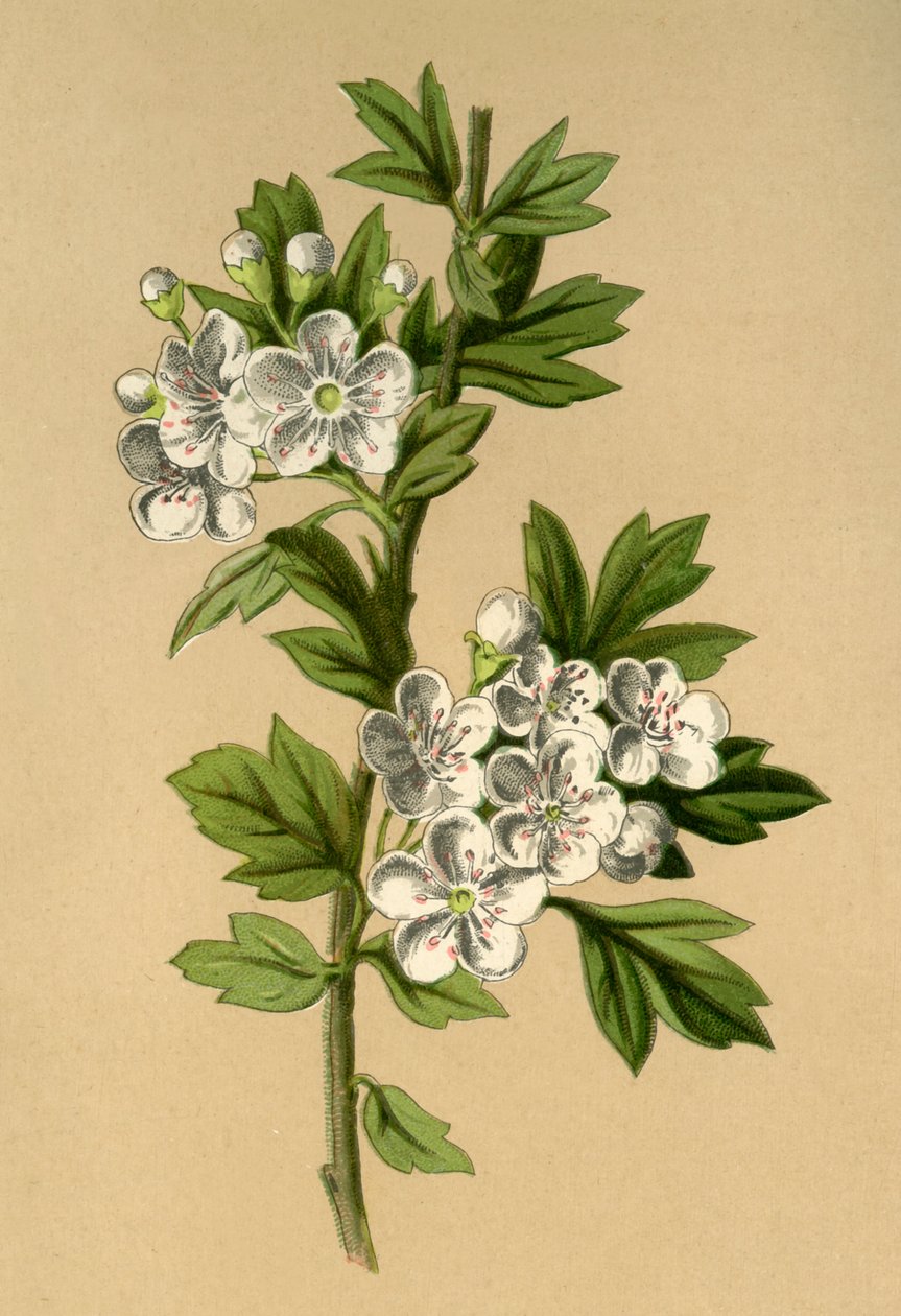 Biancospino, 1877 da Frederick Edward Hulme