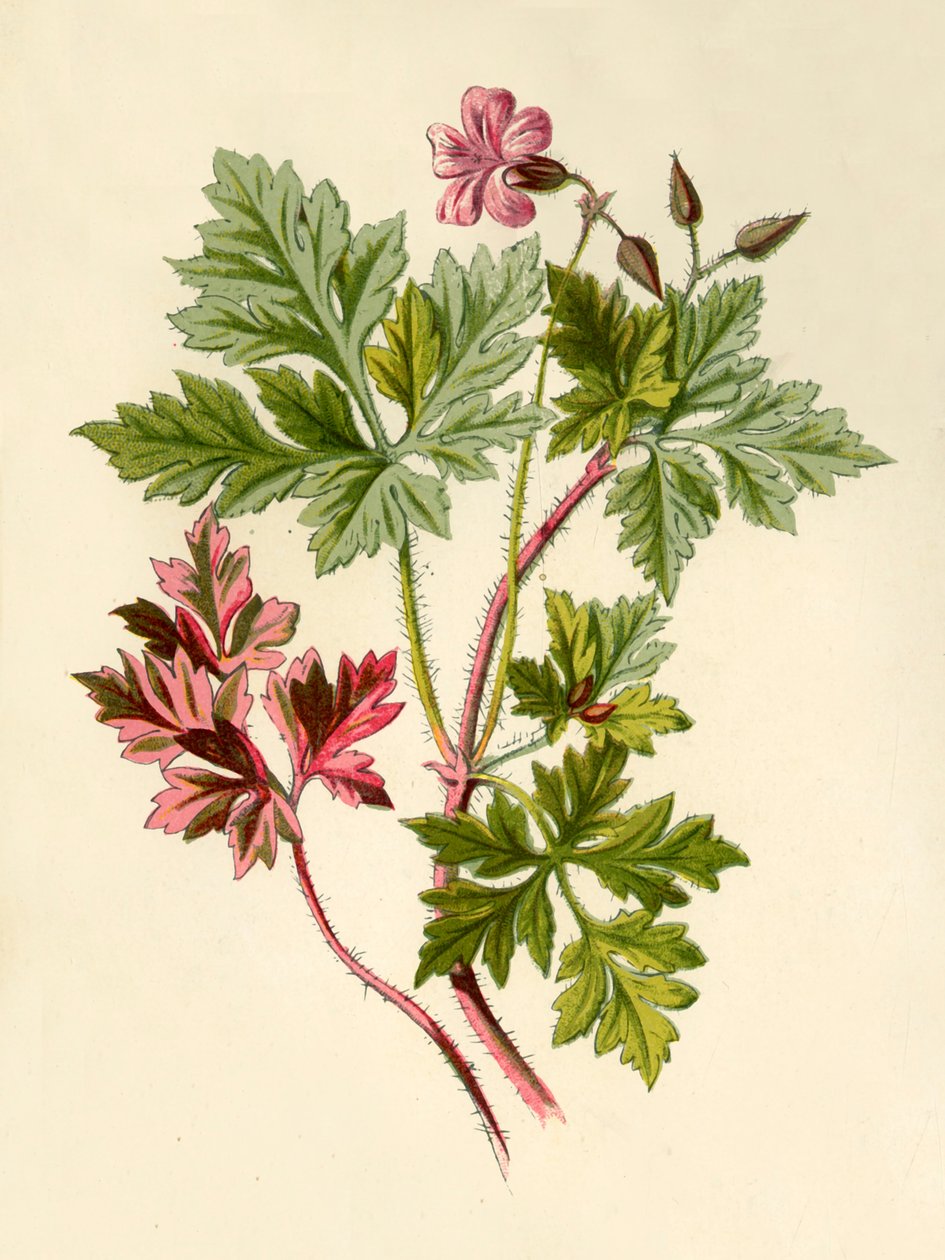 Erba-Roberta, 1877 da Frederick Edward Hulme