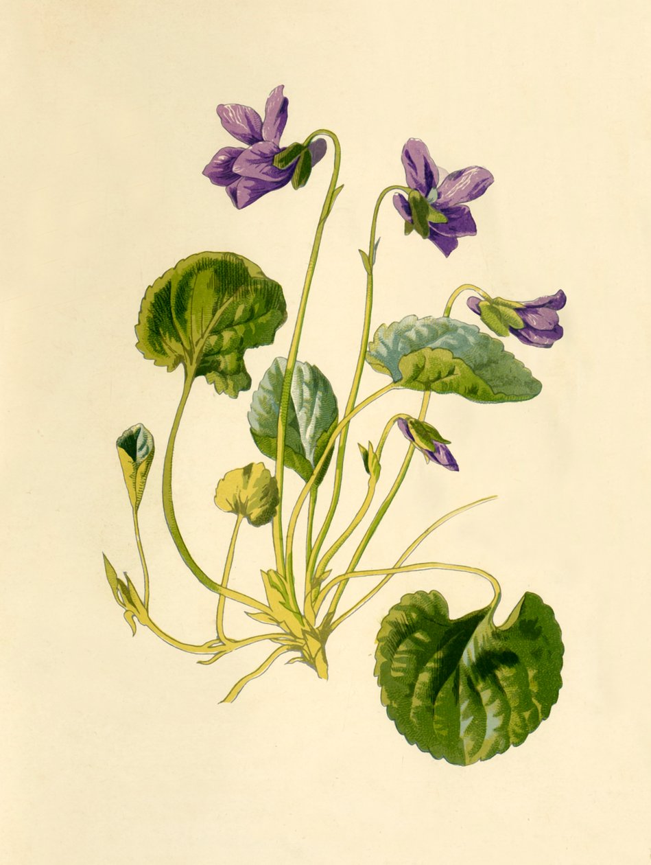 Viola dolce, 1877 da Frederick Edward Hulme