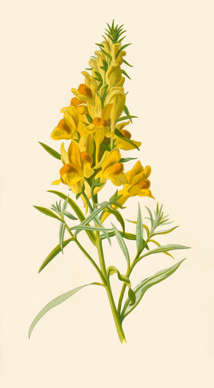 Linaria, 1877 da Frederick Edward Hulme