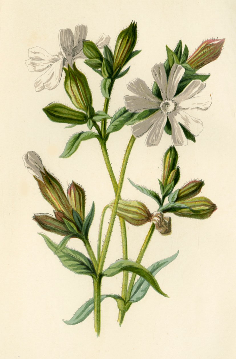 Silene bianca, 1877 da Frederick Edward Hulme