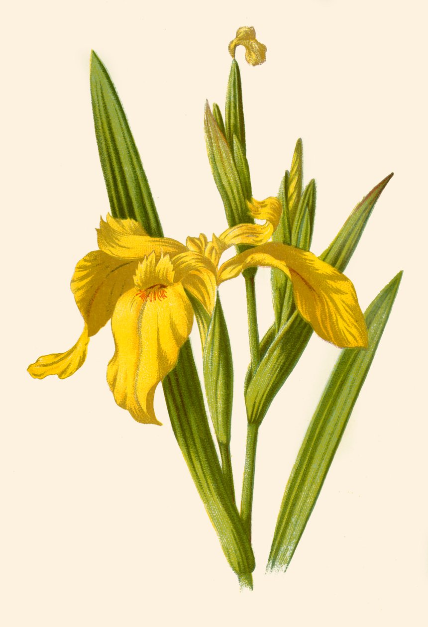 Iris giallo, 1877 da Frederick Edward Hulme