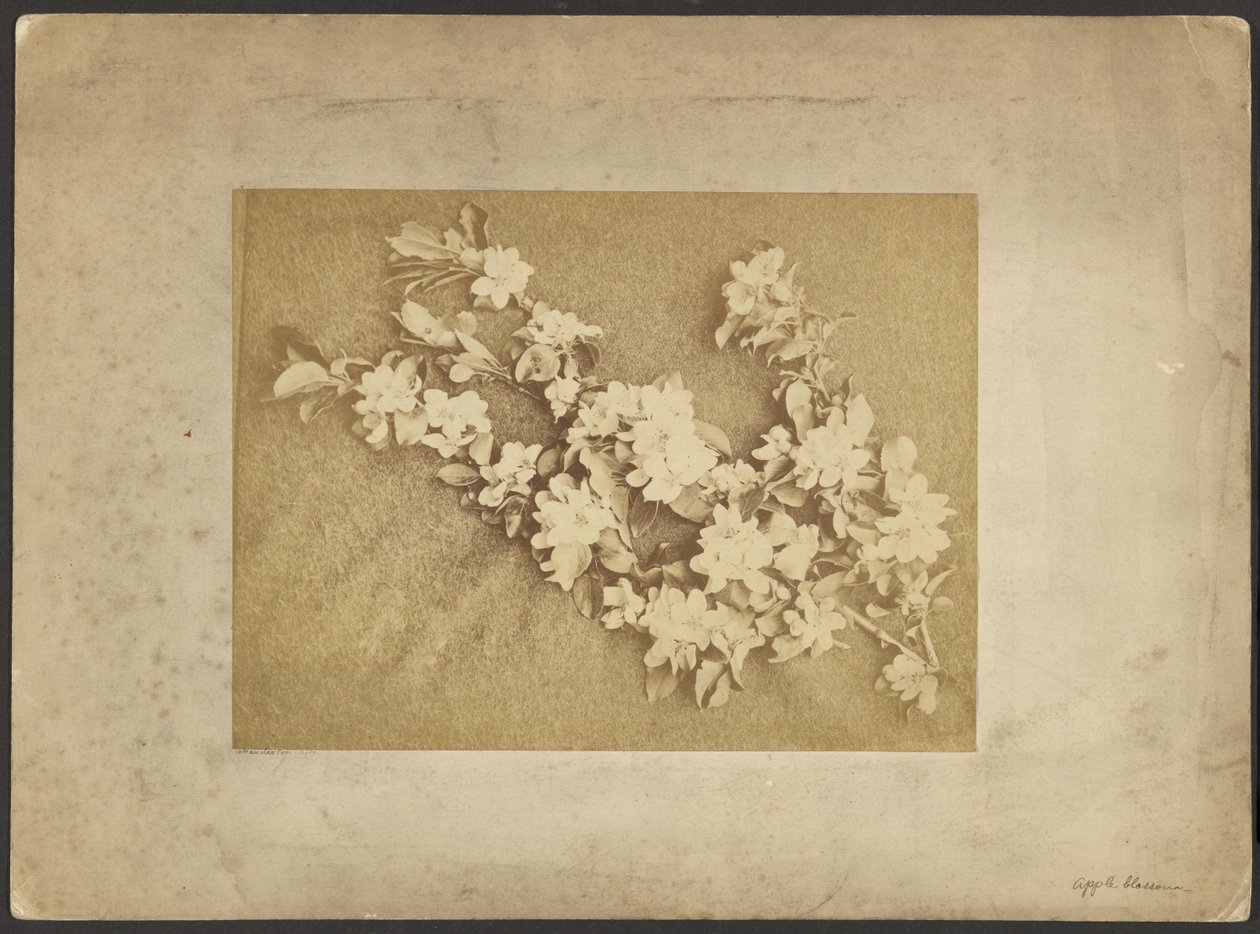 Fiori di melo da Frederick H. Hollyer