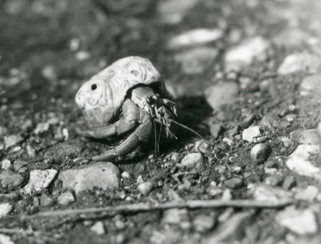 Un granchio eremita terrestre, Zoo di Londra da Frederick William Bond
