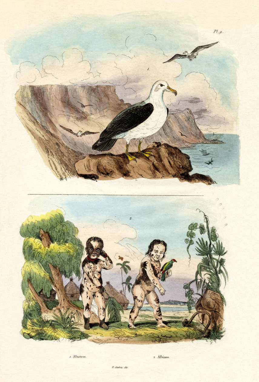 Albatros da French School