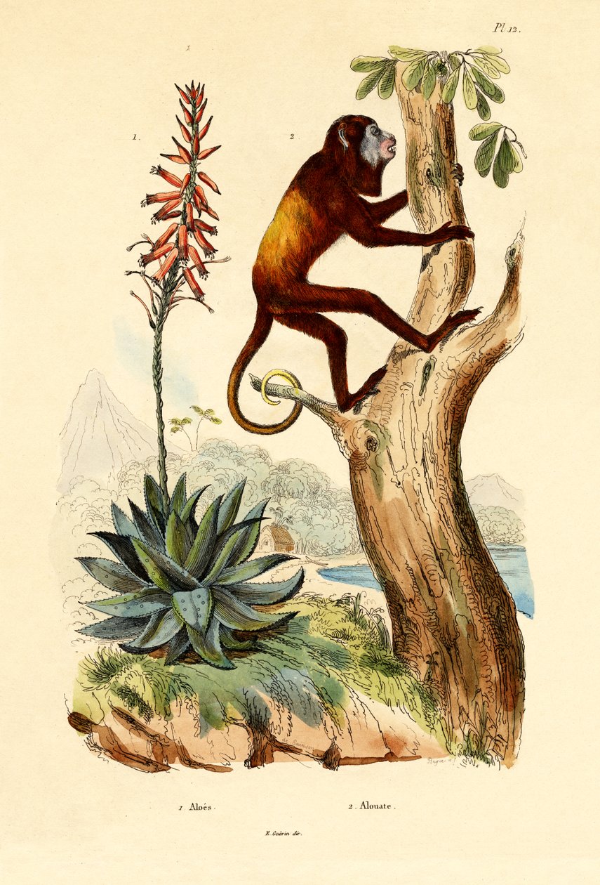 Aloe vera, 1833-39 da French School