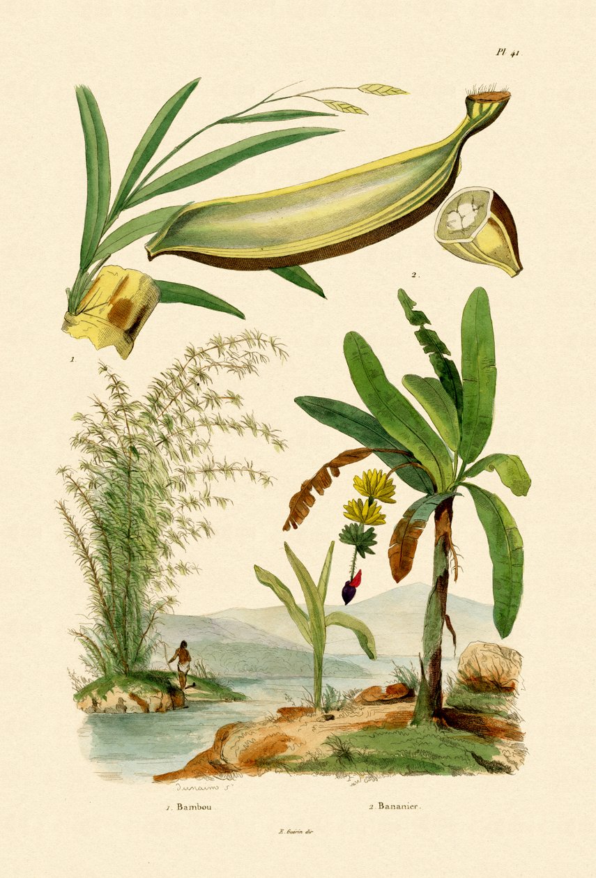 Bambù, 1833-39 da French School