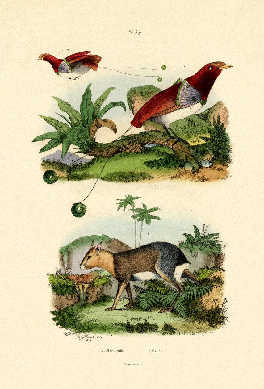 Uccello del paradiso da French School