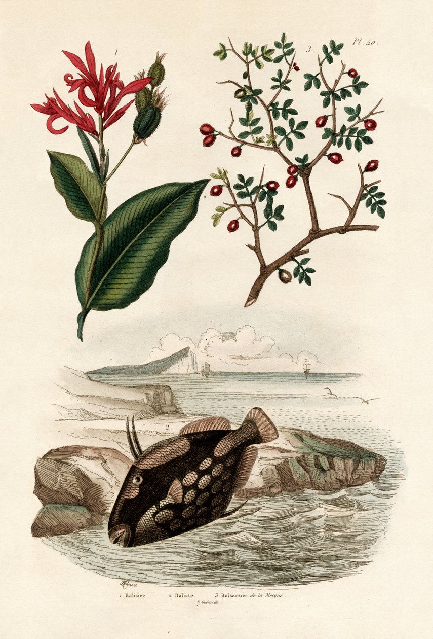 Canna, 1833-39 da French School