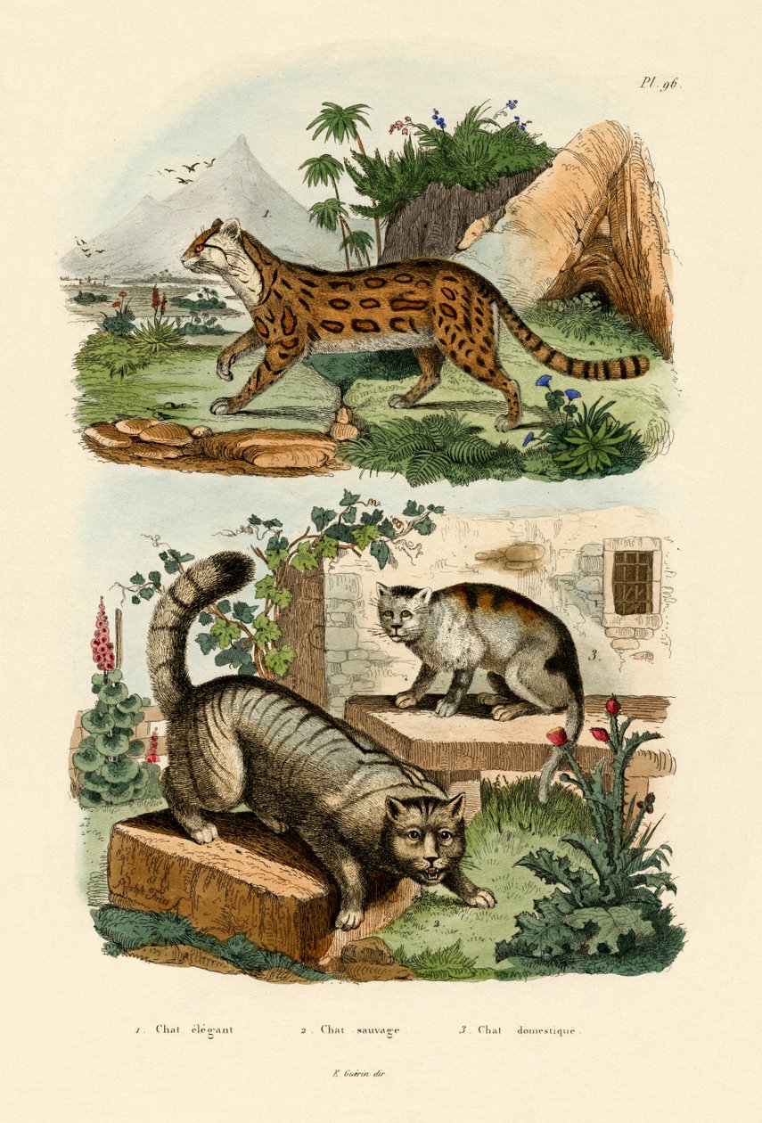 Gatto domestico da French School