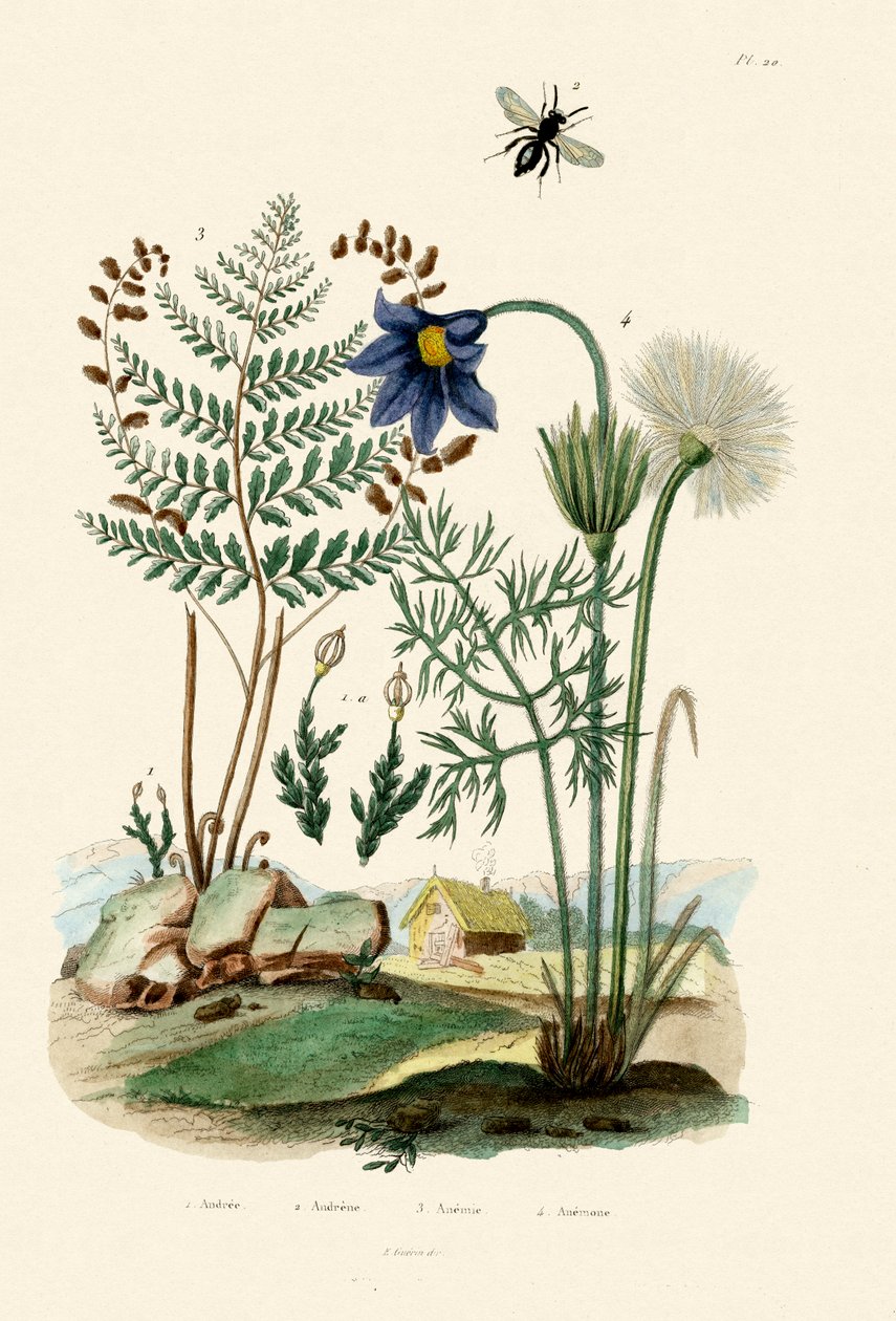 Felce, 1833-39 da French School
