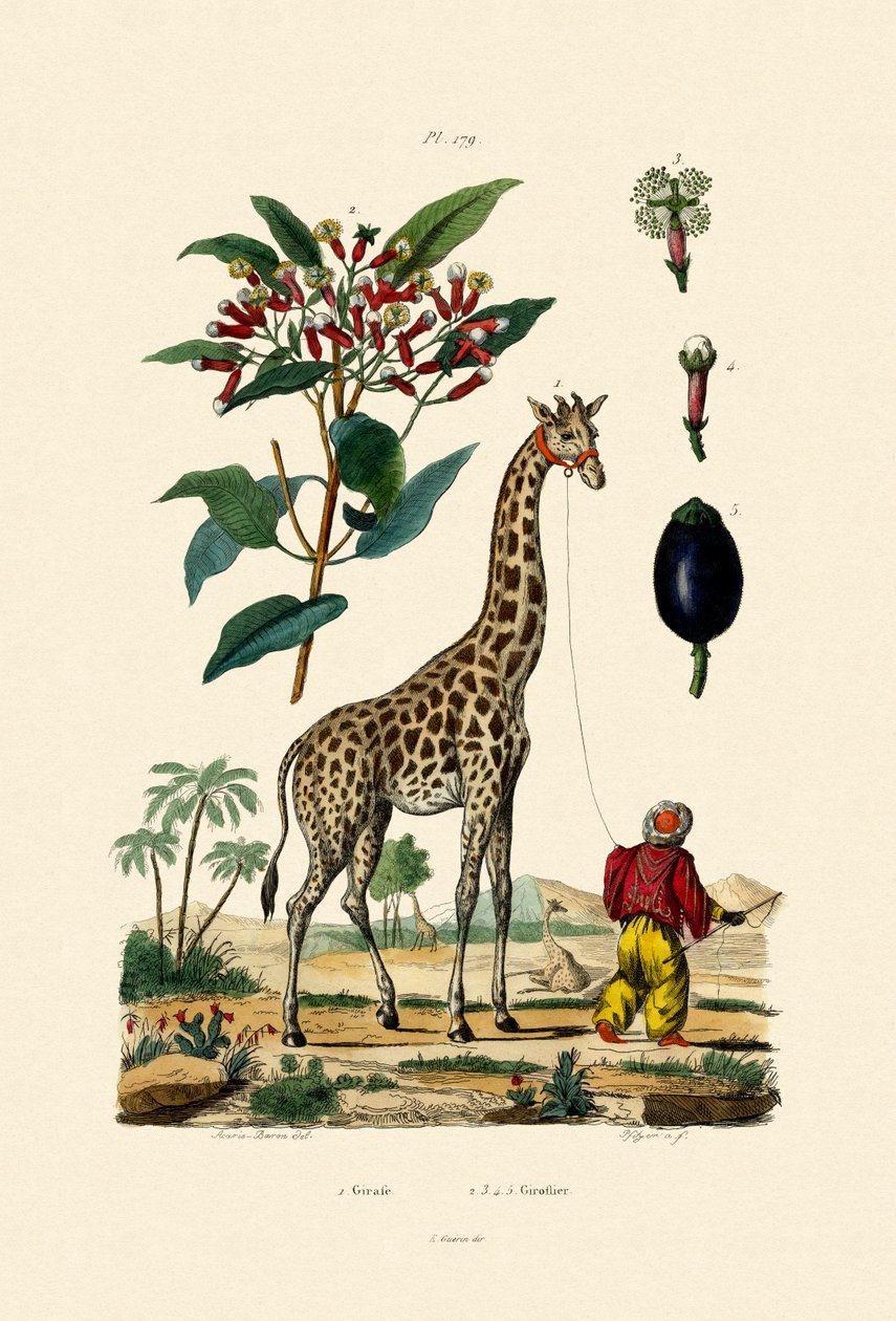Giraffa da French School