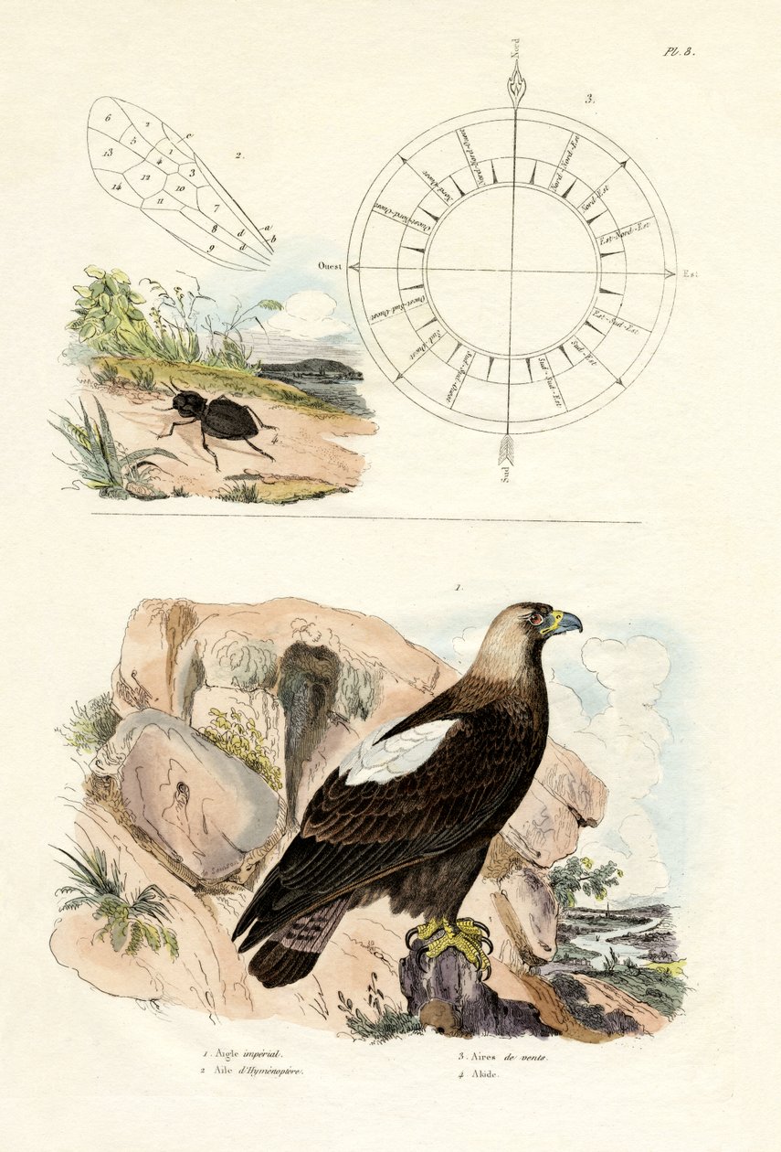 Aquila Imperiale da French School