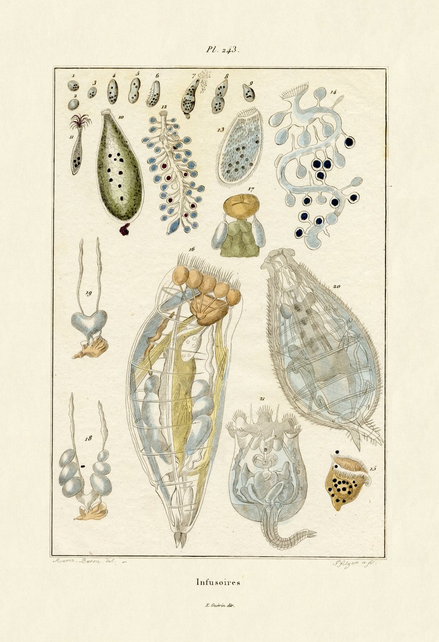 Infusori da French School