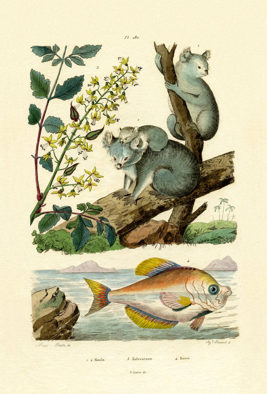 Koala da French School