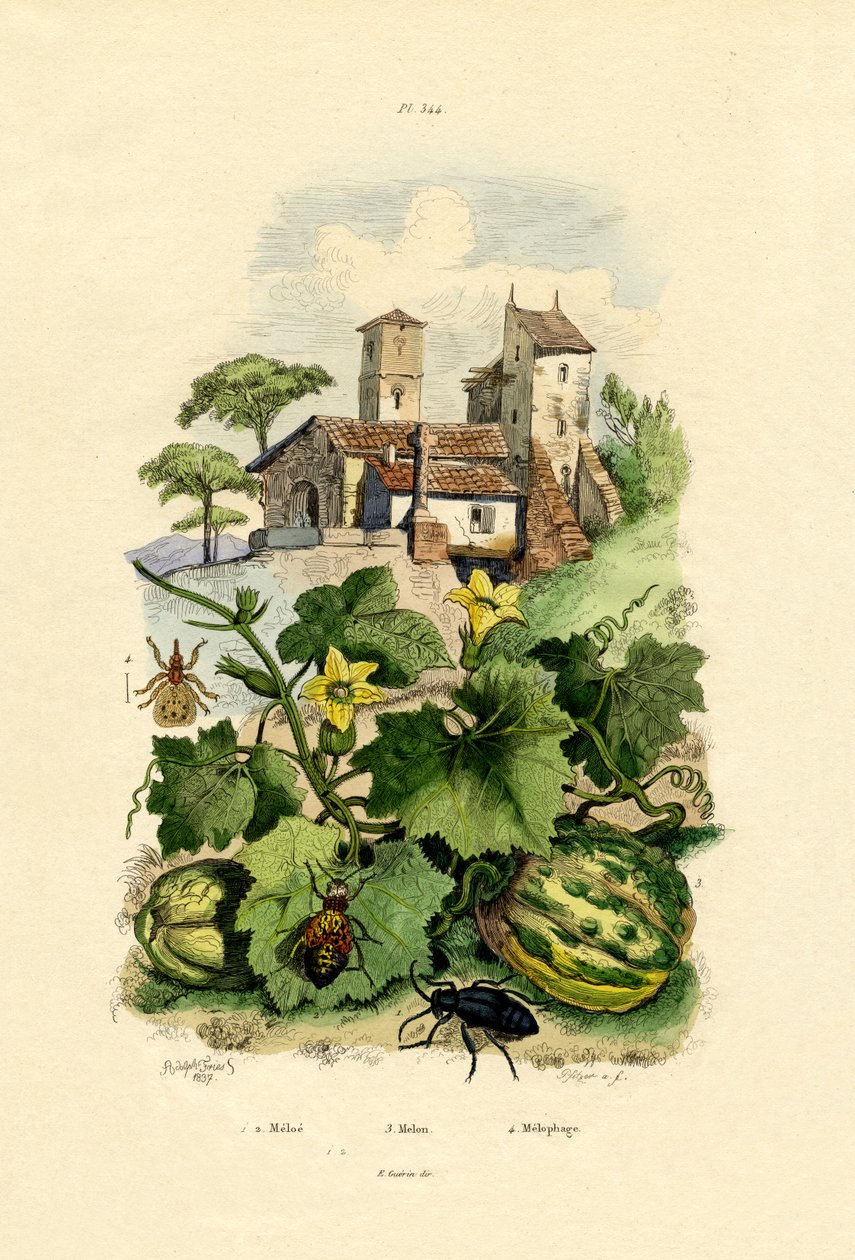 Melone da French School