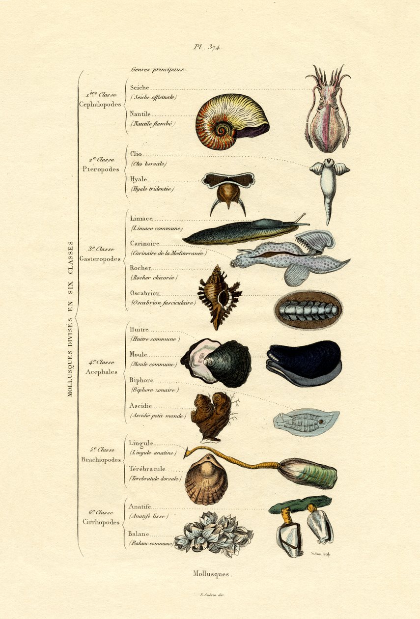 Molluschi da French School